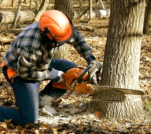 Tree Removal in Ringwood, OK